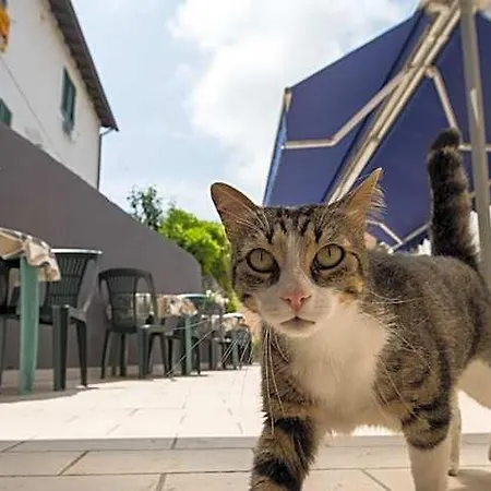 Terranova * 피사